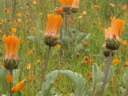MS View of Unopened orange flowers of gazanias covered with dew droplets and surrounded by daisies / Namaqualand, Northern Cape, South Africa Stock Footage