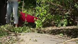 Woman Clearing Overgrown Garden Stock Footage