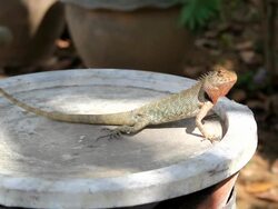lizard Stock Footage