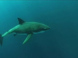 Medium Long Shot pan-right - A great white shark glides through calm, blue water. Stock Footage