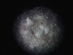 Spider Nest Time lapse Stock Footage