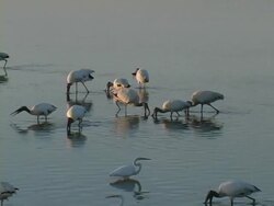 Endangered Wood Storks Feeding Stock Footage