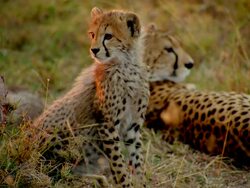 MS Baby cheetah sitting and looking around near mother and siblings / Masai Mara, Kenya Stock Footage