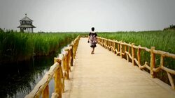 Yellow river wetland in China Stock Footage