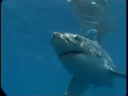 MS Great White Shark swimming underwater, moves towards bait, Guadalupe Island, Pacific Ocean Stock Footage