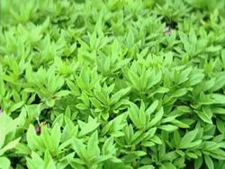 Fresh leaves background Stock Footage