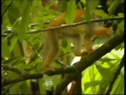 Squirrel monkey, Saimiri sp, climbing along branch in rainforest, CU, Panama, Central America Stock Footage