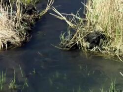 MS TU Dry plants on hilltop / Guanacaste, Costa Rica Stock Footage