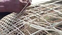 Close-up of hands of middle-aged Kichwa Indian male weaving a natural plant-based basket in the autonomous indigenous region of Sarayaku in the Ecuadorian Amazon Stock Footage