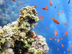 Coral And Fish Stock Footage
