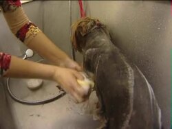 The dog beauty salon. Stock Footage