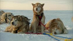 A team of sled dogs takes a break on the snowy tundra. Stock Footage