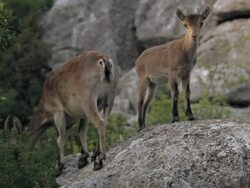 F/S wild goat and its young Stock Footage