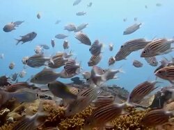 Soldierfish Stock Footage