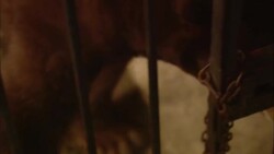 A bear paces in a cage, then stands up snarling and growling. Stock Footage