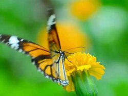 Monarch Butterfly Stock Footage