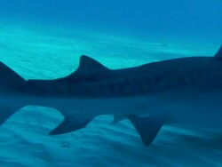 Tiger shark, Galeocerdo cuvier, searches seabed for food, Bahamas  Stock Footage