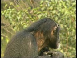 Chimpanzees, Pan troglodyte, side view, upper half sits looking around including to camera, CU, Israel Stock Footage