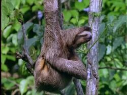 Three-toed Sloth, CU sloth hanging from branch, scatching itself, Panama Stock Footage