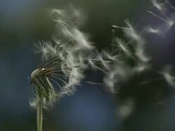 Dandelion clock seeds dispersing against natural background Stock Footage