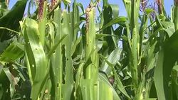 CLEAN : Armyworms threaten maize crops in drought-hit Malawi News Clip