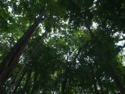 WS, LA, Tropical rainforest, Mossman, Queensland, Australia Stock Footage