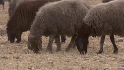 Sheep grazing near Mosul News Clip