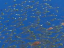 School of Golden Sweepers (Parapriacanthus ransonneti) with several Scalefin Anthias (Pseudanthias squamipinnis), Baa Atoll, The Maldives Stock Footage