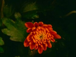 MS time lapse Chrysanthemum flowering, bud slowly opens to orange flower Stock Footage