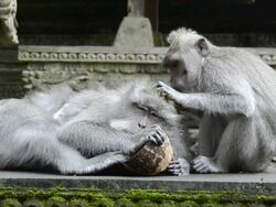 MS Macaque Monkeys grooming in Pura Dalem Agung temple in Monkey Forest / Ubud, Bali, Indonesia Stock Footage