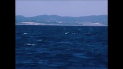 CUTS 17/9/80 AMERICAN MARINE BIOLOGIST SYLVIA EARLES SWIMMING WITH WHALES AT WALKER BAY Instructional Video