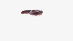 Millipede Stock Footage