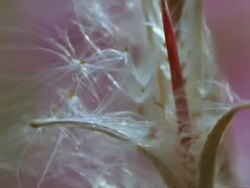 BCU Fluffy Willowherb (Epilobium sp.) Seed Heads Stock Footage