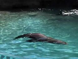 sea lion swims Stock Footage