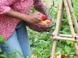 CU TU Woman Picking Tomatoes from Home Garden / Richmond, Virginia, USA Stock Footage