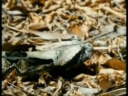 CU side view of Gaboon viper, Bitis gabonica, head moves over leaf litter, Africa Stock Footage