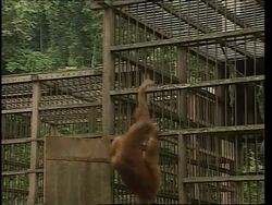 VOICER Recent floods destroy famous orangutan reserve News Clip