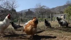 Italy, hens and rooster pecking Stock Footage