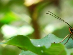 Butterfly head and antennas Stock Footage