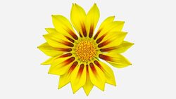 Sun Flower - Gazania blooming in a time lapse video on a white background. Alpha channel included. Stock Footage