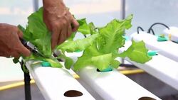 Man is harvest vegetable in hydroponic garden Stock Footage