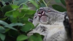 Koala bear. Stock Footage