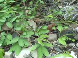 Mimosa leafs retracting Stock Footage