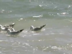 MS TS Shot of Cape kelp gulls floating on ocean surface and feeding / Namaqualand, Northern Cape, South Africa Stock Footage