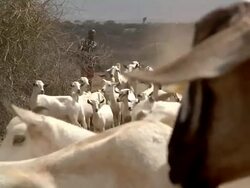 A herd of goats being led to the field Stock Footage