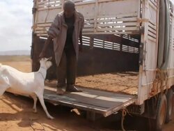 Goat being loaded onto truck Stock Footage