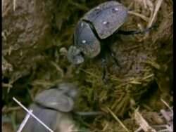 CU dung beetles fighting, Kenya Stock Footage