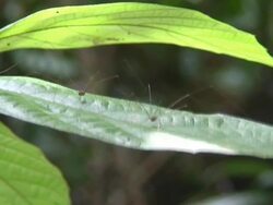 Harvestmen on a leaf Stock Footage