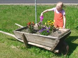 Flowerbed Stock Footage