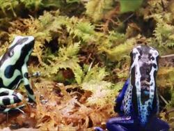 Blue and green poison dart frogs Stock Footage